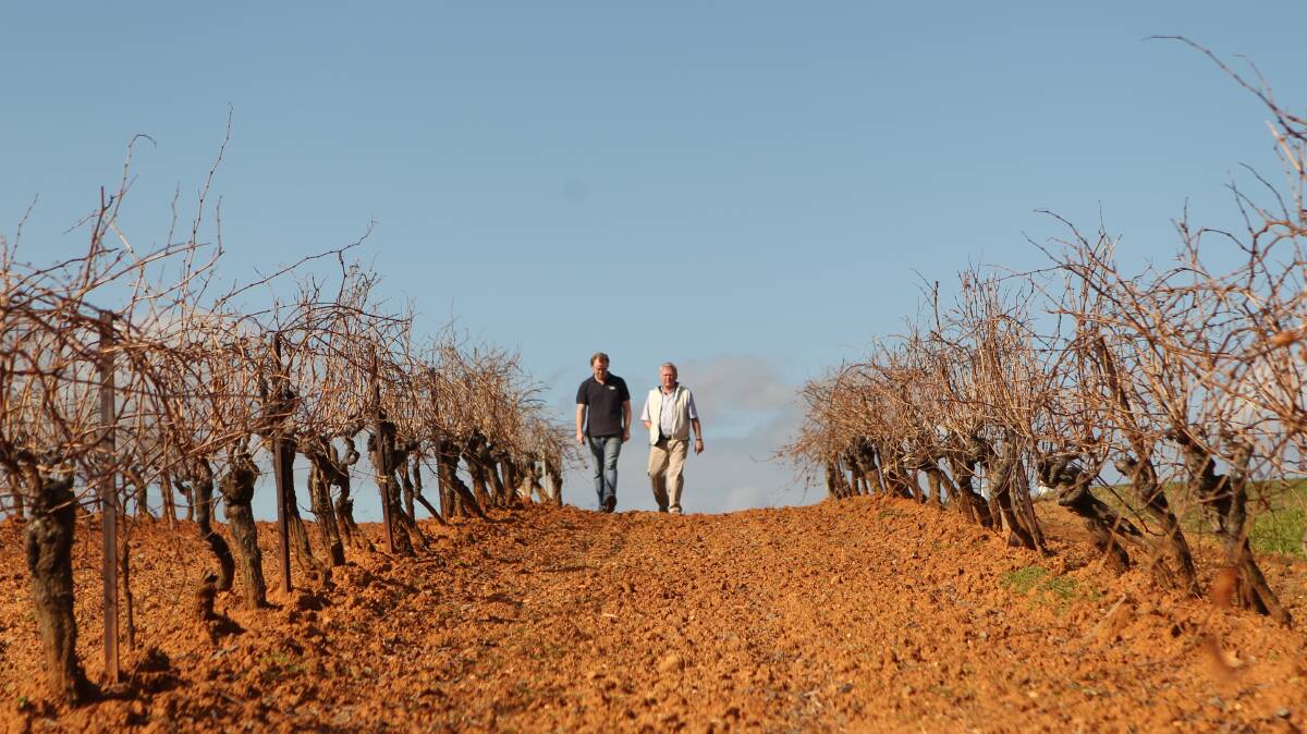 FAMILY: Bruce and Chris Tyrrell walk among h vines, the "magic" behind their wines. Picture Jacky Ghossein.