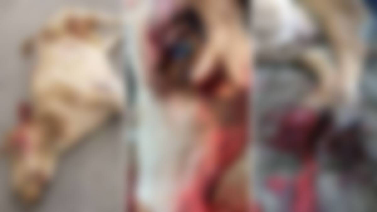 We've blurred this image as it is graphic. Click through the gallery below to see the unblurred image.