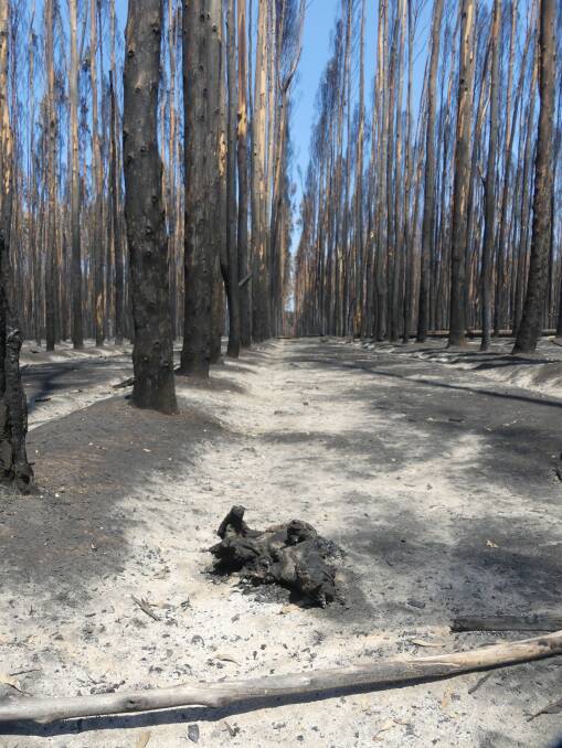 An incinerated koalas on the floor of a destroyed blue gum timber plantation on Kangaroo Island. 