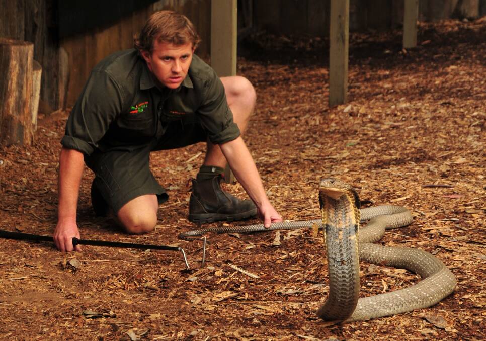 Raja at his last health check. Picture: Australian Reptile Park
