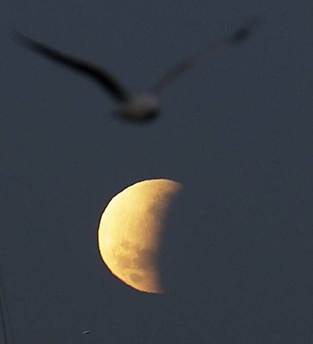 A seagull flies past as the moon begins to set during a partial lunar eclipse in Sydney. Picture: AP