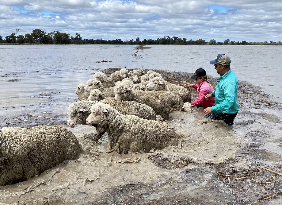 Sophie Burge and Cameron Tweed wade in water near Deniliquin to save their sheep. Picture supplied