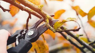 Pruning is a traditional task of winter gardening, but there are many ways and reasons to prune your plants. Picture: Shutterstock.