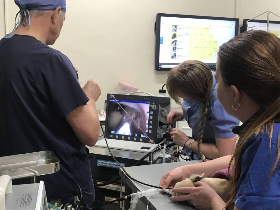 Full Checkup: From video endoscopy's to ultrasounds, diagnostics are a major service that Cessnock Veterinary Hospital is able to provide. Photo: Supplied.
