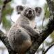 An inquiry is looking at the population decline and conservation status of threatened species. (Dan Himbrechts/AAP PHOTOS)