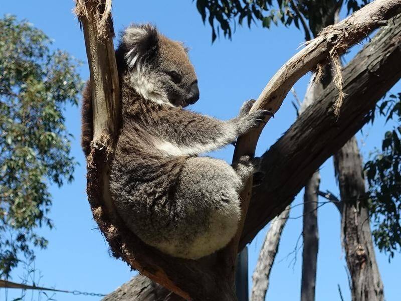 A bill to extend NSW private logging operations could reignite a bitter political row over koalas. (AP PHOTO)