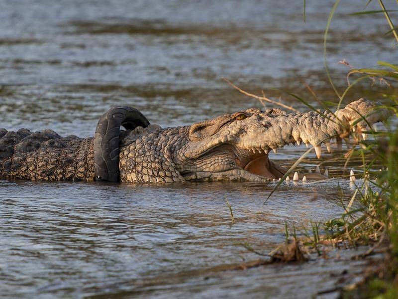 Australian wranglers have failed to remove a tyre from a crocodile in Indonesia.