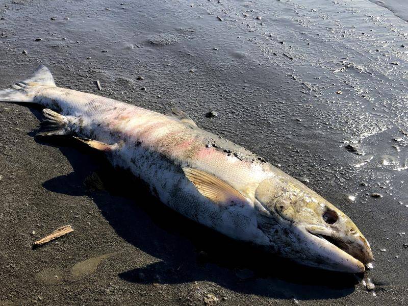 A marine heatwave last year caused large numbers of migrating salmon to die in Alaska's rivers.