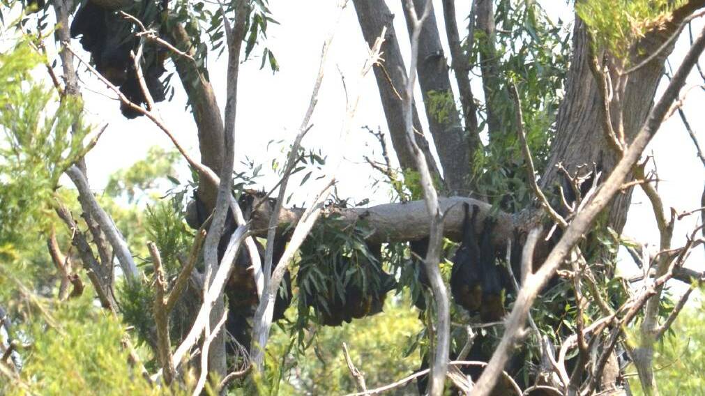 SWOOP: Council are continuing to monitor the flying fox camp at east Cessnock. Picture: Krystal Sellars.