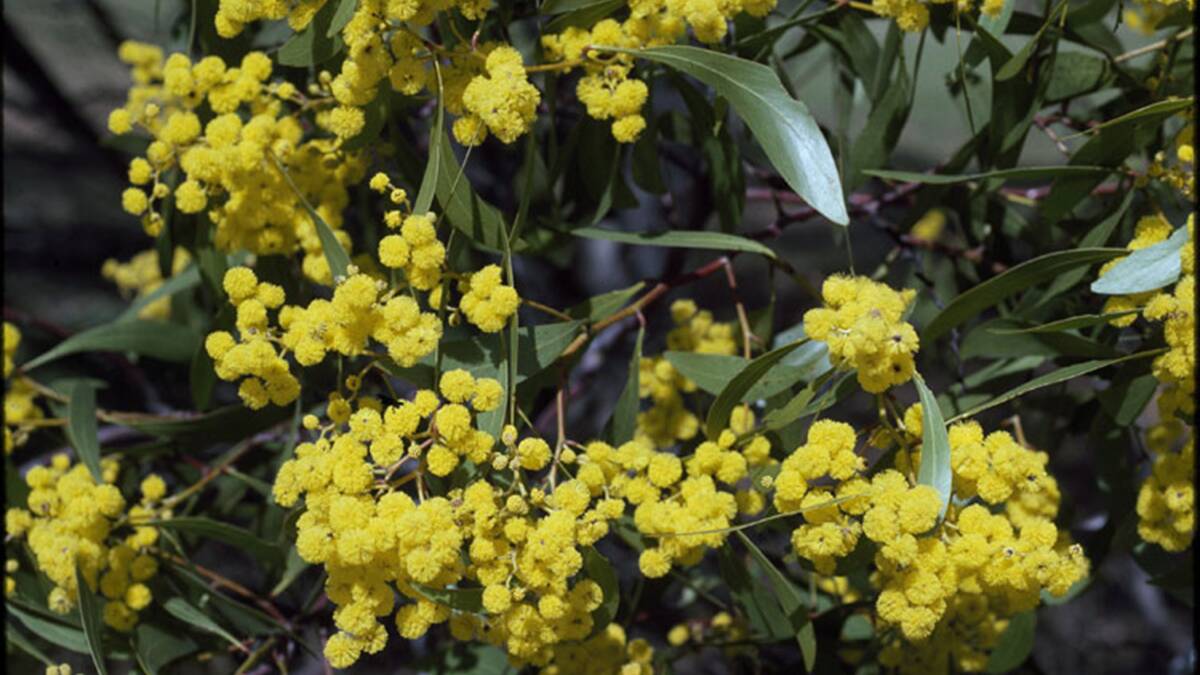 BLOOMING LOVELY: Cessnock Library will host a beguiling Wattle exhibition this month