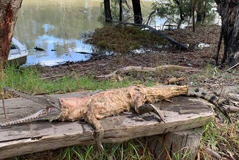 The dead crocodile was found in the Murray River on Sunday. Photo: Brent Lodge