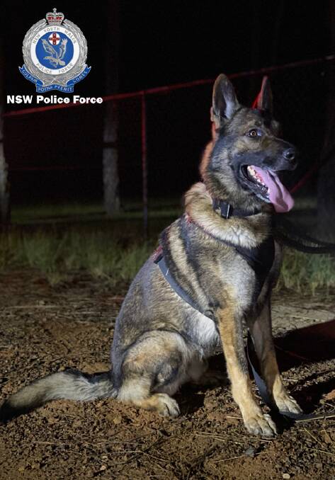 HERO PUP: NSW Police dog Muttley tracked 35-year-old Adam Mitchell down and he was arrested after a high-speed pursuit. 