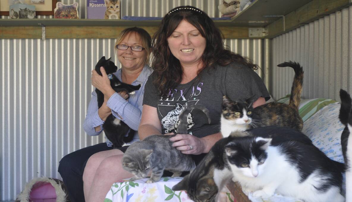 SAFE PLACE: Hunter Valley Cat Haven volunteers Tracey Burkill and Ange Durrant with some of the 60 cats currently in their care.
